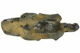 Fossil Mud Lobster (Thalassina) - Australia #109293-3